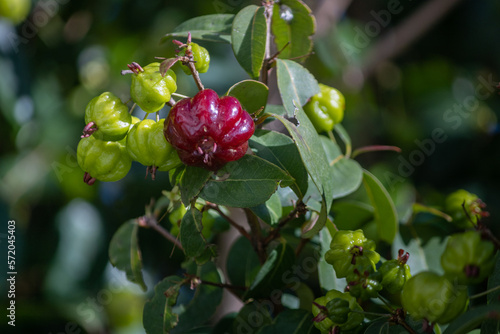 Wallpaper Mural Pitanga Detail, a tropical fruit commonly known as Suriname cherry, Brazilian cherry or Cayenne cherry. Grows in Eugenia uniflora tree of the Myrtaceae family, native to South America east coast. Torontodigital.ca