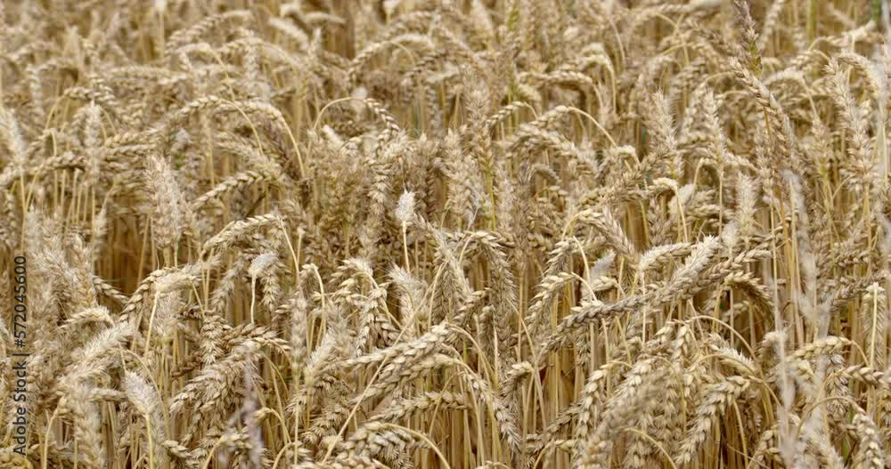 A lot of ripe wheat spikelets are swaying in the wind in an Irish farmerfield. Wheat plant close-up. Ripe cereal crops. video. A lot of ripe wheat spikelets are swaying in the wind in an Irish farmerfield. Wheat plant close-up. Ripe cereal crops. video.