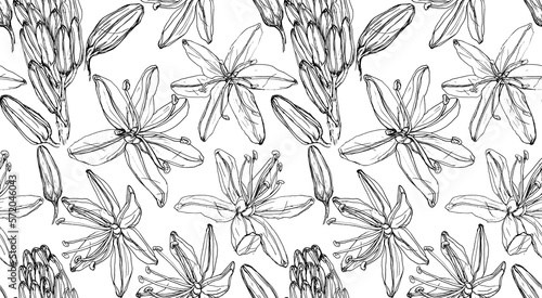 Wallpaper Mural Patrón vectorizado de flores de línea negras sobre fondo blanco, flores de Gamona, ilustración de línea en blanco y negro Torontodigital.ca
