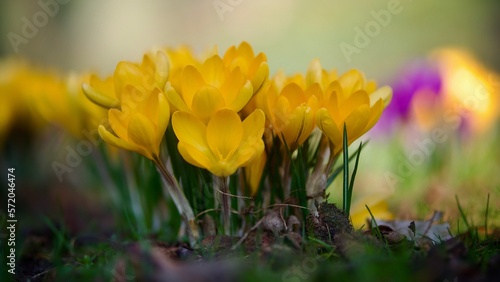 Wild Yellow Crocus on Grass