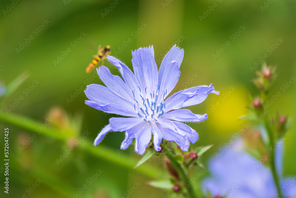 Common Chicory or Cichorium intybus flower blossoms on blured background - obrazy, fototapety, plakaty 