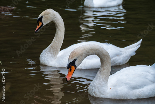 Two graceful white swans swim in the dark water.