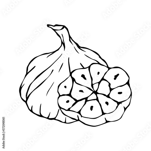 Linear sketch, doodle chasnok.Vector graphics.	