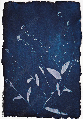 Cyanotype 