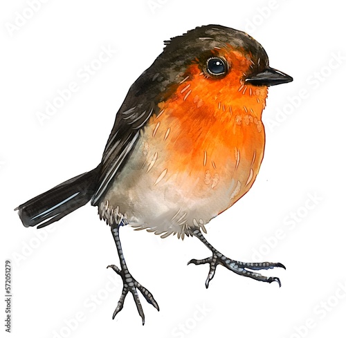 Fotografie European robin, bird, watercolor drawing, digital illustration, animal