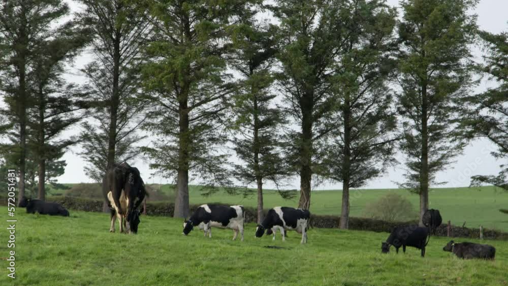 Several black and white cows graze on a green Irish meadow in the evening. Trees near the pasture, landscape. video. Several black and white cows graze on a green Irish meadow in the evening. Trees near the pasture, landscape. video.