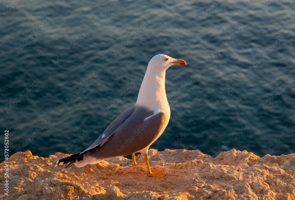Fototapeta premium A close-up of a seagull standing on a rock near the water