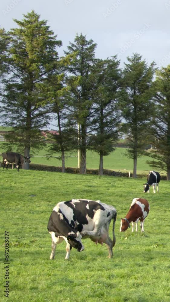 One white cow with black spots scratches her hoof behind her ear. Vertical video. One white cow with black spots scratches her hoof behind her ear. Vertical video.