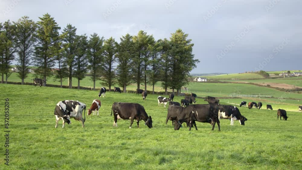 A few cows on a green farm pasture. Cows on an Irish organic farm, grazing. video. A few cows on a green farm pasture. Cows on an Irish organic farm, grazing. video.