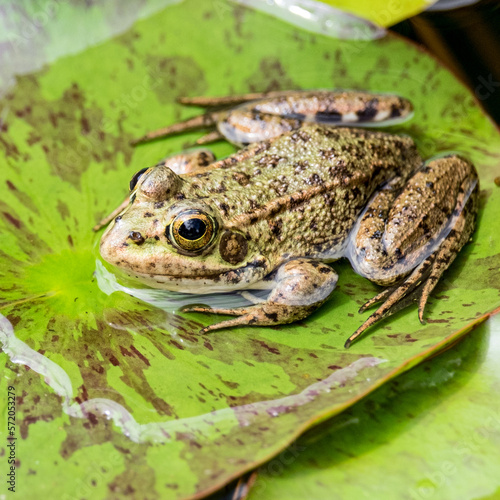 frog on an aquatic leaf