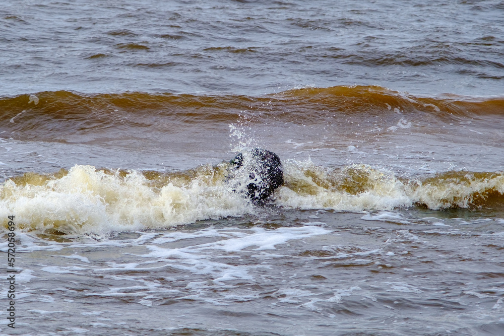 Fototapeta premium One black stone in the waves of the sea. Baltic Sea waves. Latvia