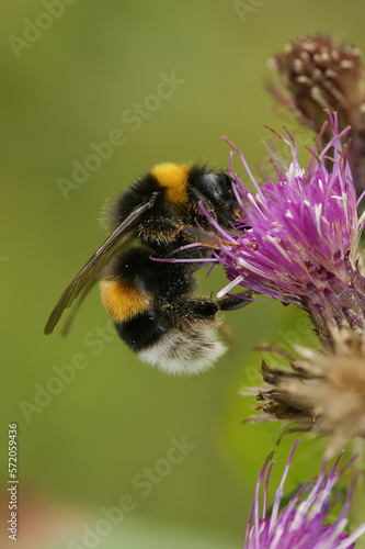 Vertical closeup on a queen buff-tailed or large earth bumblebee, Bombus terrestris on a purple thistle flower © Henk
