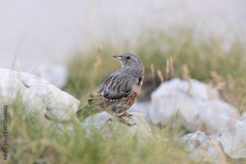 Alpine Accentor (Prunella collaris), a bird that lives at high altitude. Abruzzo, Italy.