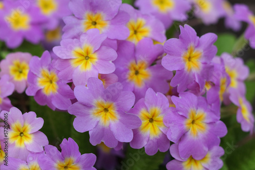 Spring flowers. Primula polyanthus or Perennial Primrose. Blooming pink purple primrose or primula flowers in a garden. Beautiful spring Primroses flowers in the garden on blurred natural background