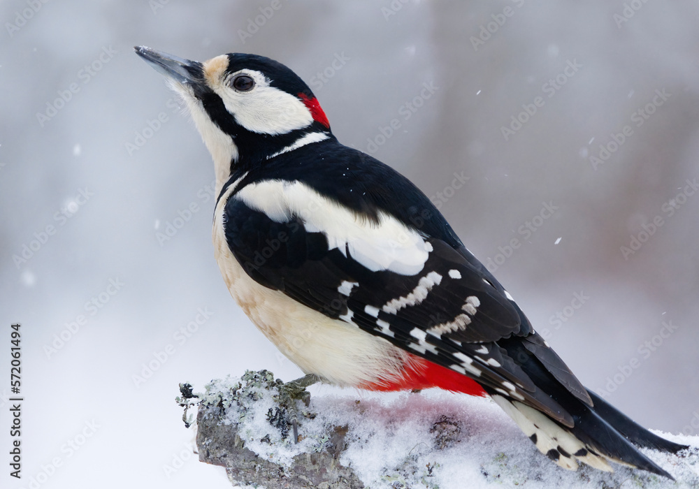 Obraz premium Great spotted woodpecker (Dendrocopos major) male sitting on a branch in snowfall in winter. 