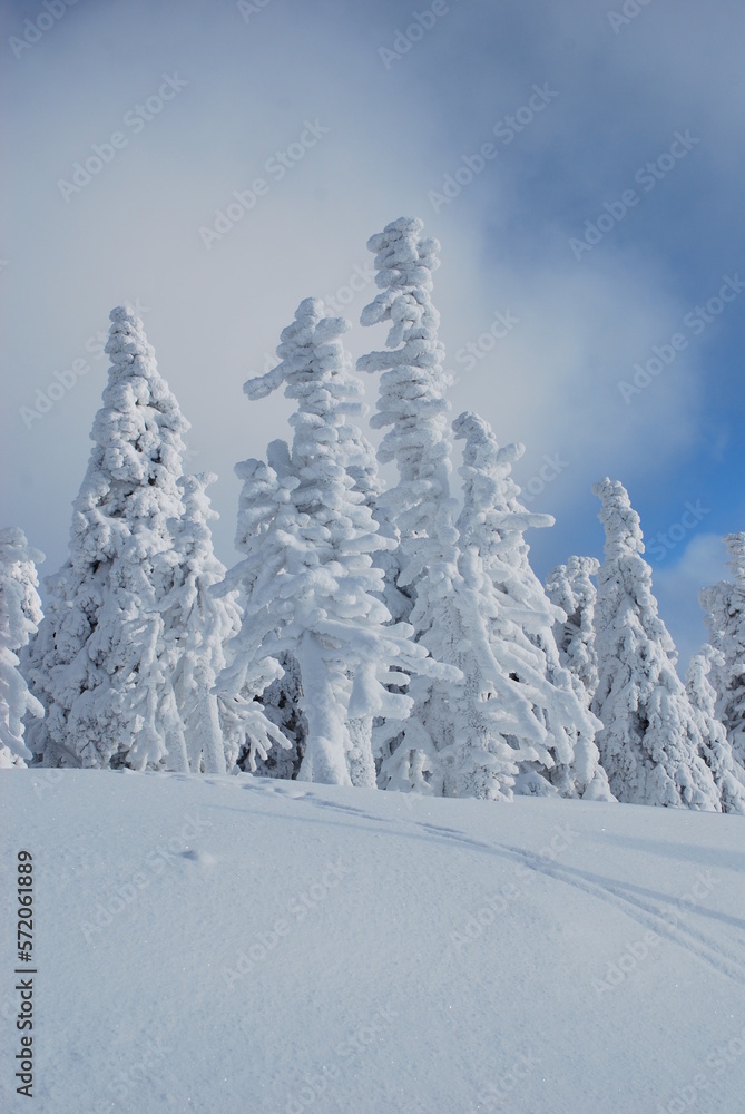 custom made wallpaper toronto digitalsnow covered trees