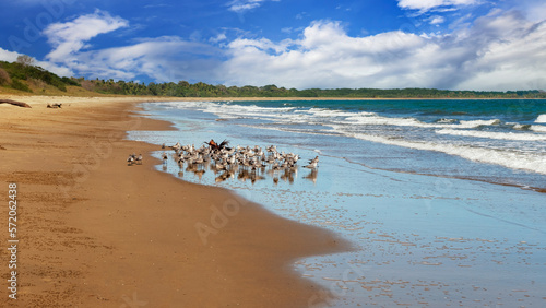 The birds at Playa El Arenal's rustic sandy beach, where boat rides to Isla Iguana Wildlife Refuge are commencing. photo