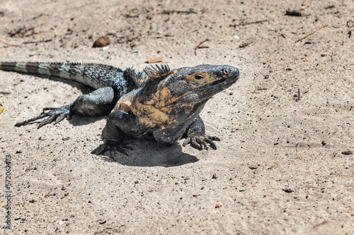 Wild land iguana (Conolophus pallidus) on Isla Iguana Azuero, Panama.