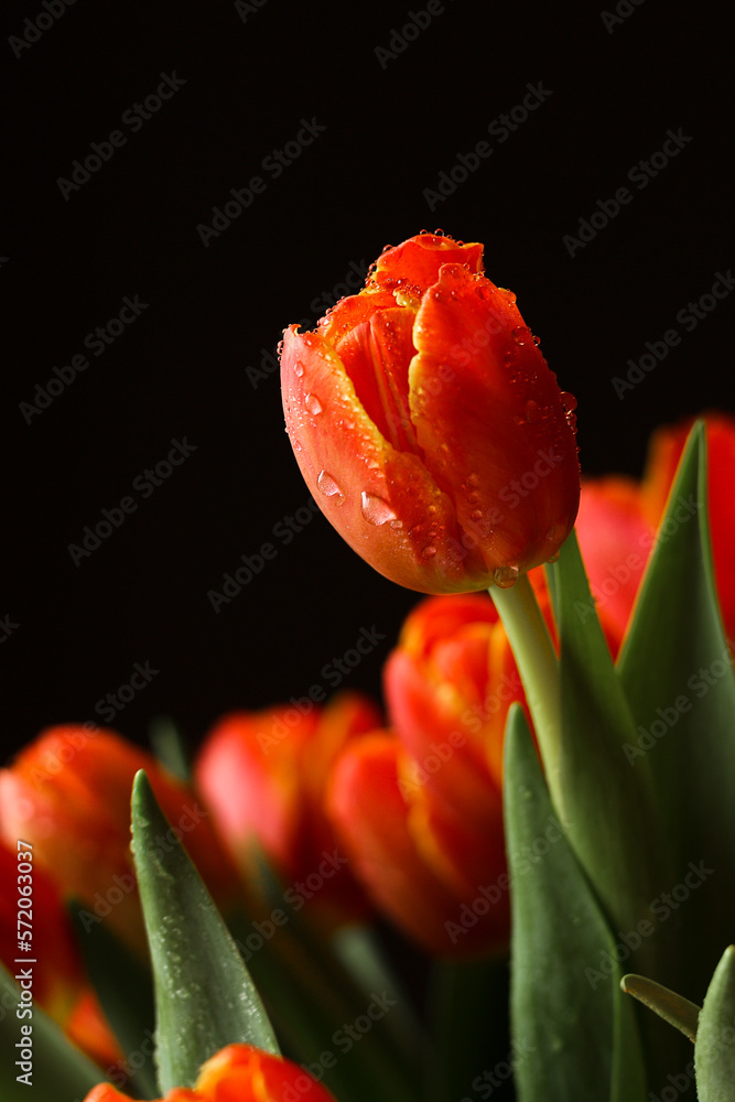 Obraz premium Beautiful red tuips on a dark background, dew on tulip petals, spring flowers, wet flowers. Piękne czerwone tulipany na ciemnym tle, rosa na płatkach tulipanów, wiosenne kwiaty, mokre kwiaty.