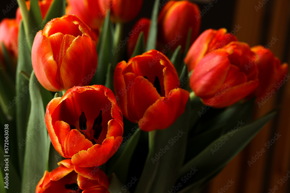 Obraz premium Beautiful red tuips on a dark background, dew on tulip petals, spring flowers, wet flowers. Piękne czerwone tulipany na ciemnym tle, rosa na płatkach tulipanów, wiosenne kwiaty, mokre kwiaty.