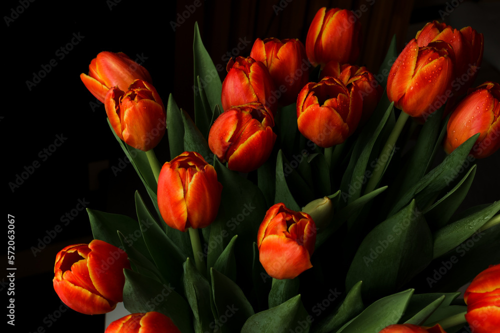 Fototapeta premium Beautiful red tuips on a dark background, dew on tulip petals, spring flowers, wet flowers. Piękne czerwone tulipany na ciemnym tle, rosa na płatkach tulipanów, wiosenne kwiaty, mokre kwiaty.