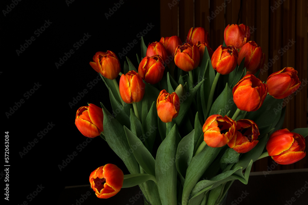 Naklejka premium Beautiful red tuips on a dark background, dew on tulip petals, spring flowers, wet flowers. Piękne czerwone tulipany na ciemnym tle, rosa na płatkach tulipanów, wiosenne kwiaty, mokre kwiaty.