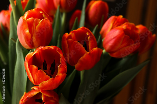 Beautiful red tuips on a dark background, dew on tulip petals, spring flowers, wet flowers. Piękne czerwone tulipany na ciemnym tle, rosa na płatkach tulipanów, wiosenne kwiaty, mokre kwiaty.