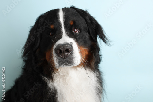 Photo Bernese Mountain Dog on a soft blue background. Studio shot of a dog in front of an isolated background.