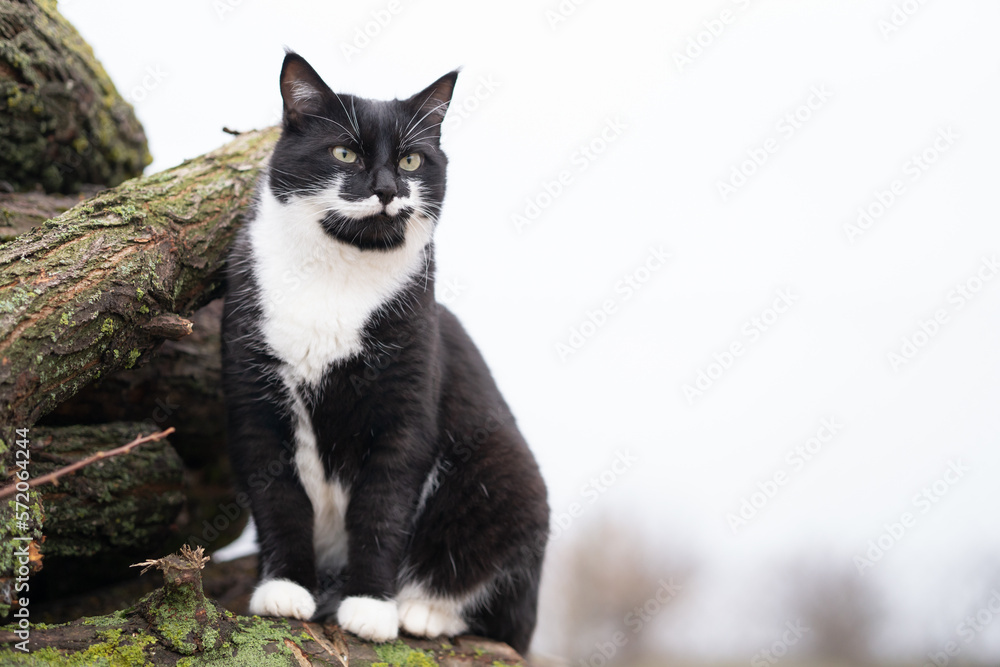 black and white cat on the logs in the cold season. cat with a beautiful mustache outdoors. black and white cat on the logs in the cold season. cat with a beautiful mustache outdoors.