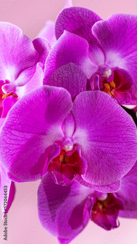 Obraz premium Blooming pink orchid on pink background. Phalaenopsis orchid flower twig.