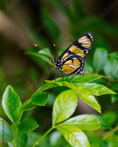 A Temisto buterfly also know as Manaca or Vitral Oscura perched on a leaf in the rain forest. Species Methona themisto. Animal world. Naure.