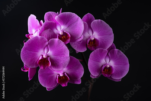 Blooming pink orchid on black background. Phalaenopsis orchid flower twig.