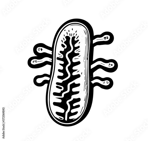 Fotografie Flat vector illustration of bacteria, unicellular animal, infusoria slipper
