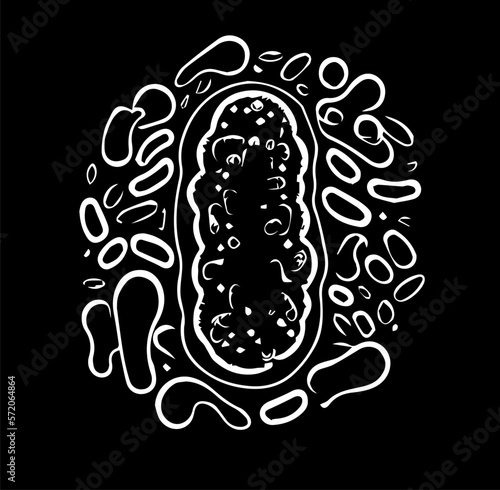 Fotografie Flat vector illustration of bacteria, unicellular animal, infusoria slipper