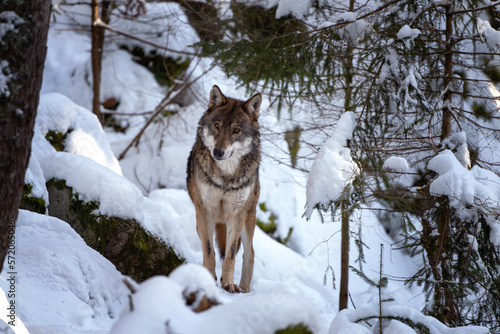 Wolf pack in the winter forest. Eurasian wolf show bare one s teeth. European nature. Carnivore in the wood.