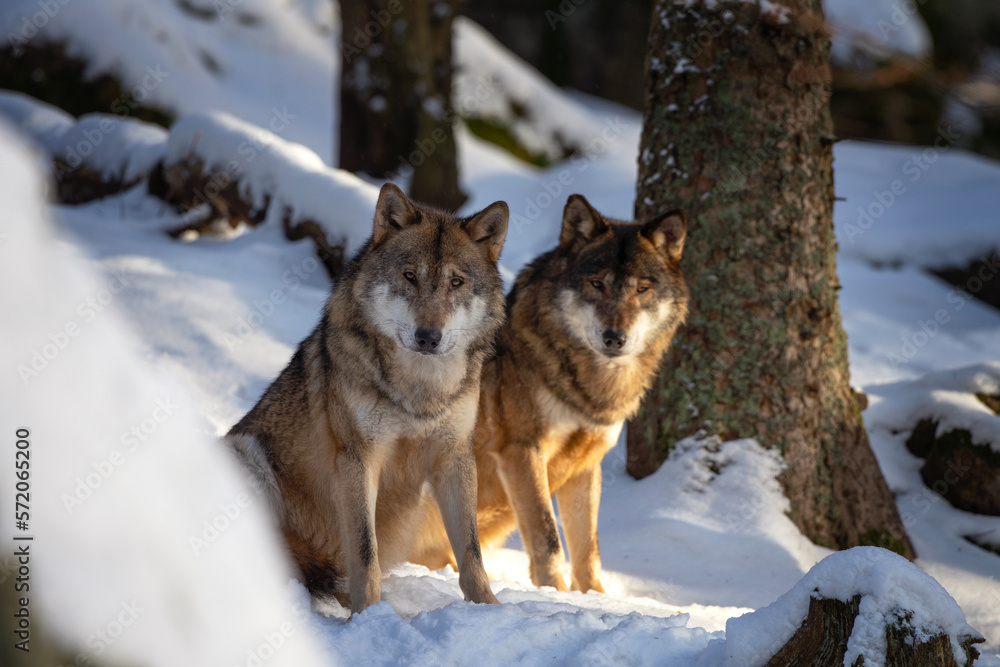 Wolf pack in the winter forest. Eurasian wolf show bare one's teeth. European nature. Carnivore in the wood.