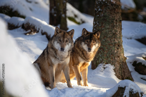 Wolf pack in the winter forest. Eurasian wolf show bare one's teeth. European nature. Carnivore in the wood. © prochym