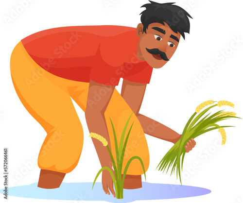 Asian farmer harvesting rice. Crop plantation worker