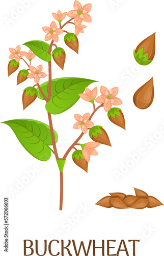 Buckwheat illustration. Cereal plant. Cartoon farm crop