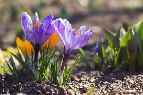 purple and yellow crocuses grow in the garden. Some of the first bright spring flowers bloom, background