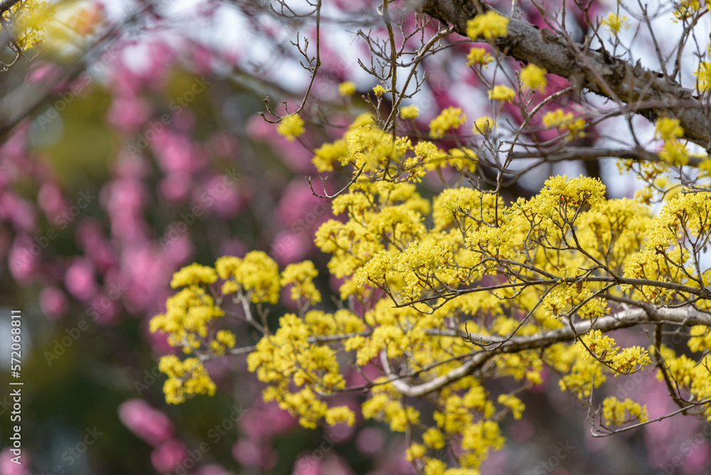 Yellow flower of cornus officinalis,  Japanese cornelian cherry