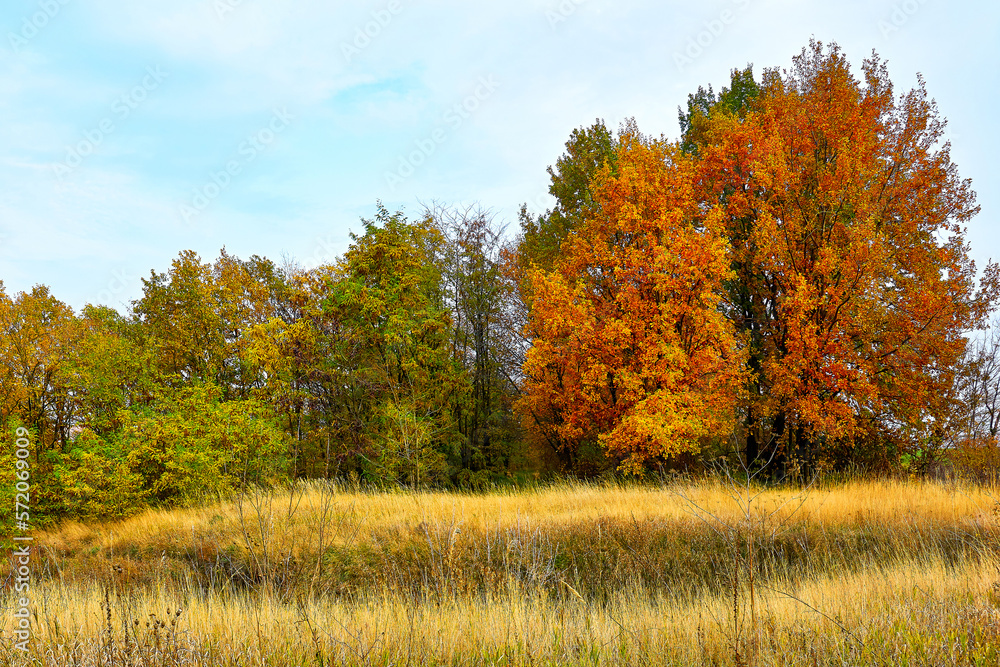 
autumn forest in the mountains with a beautiful field of grass