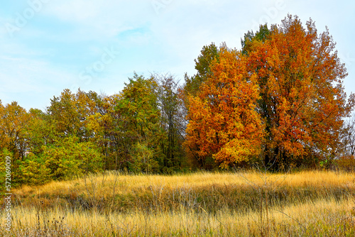  autumn forest in the mountains with a beautiful field of grass