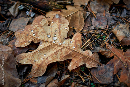 dew drops on an oak leaf close-up
