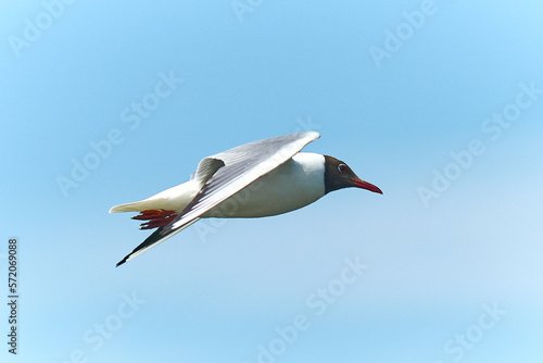 white seagull in flight closeup