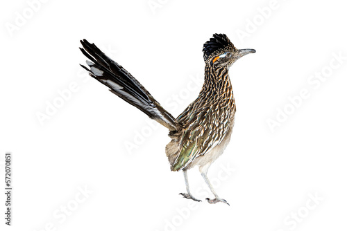 Greater Roadrunner (Geococcyx californianus) Photo, on a Transparent Background photo