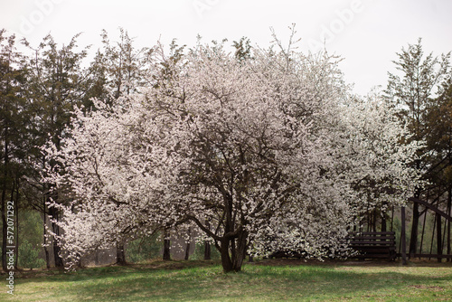 Flowering spring trees in the park. The concept of blooming spring, pollen, allergies.