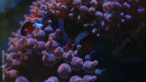 The Symbiosis of an Ocellaris clownfish (Amphiprion ocellaris) and a Bubble-tip anemone (Entacmaea quadricolor) photo
