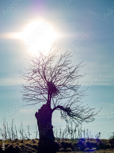 Baum mit vielen Misteln im Winter photo