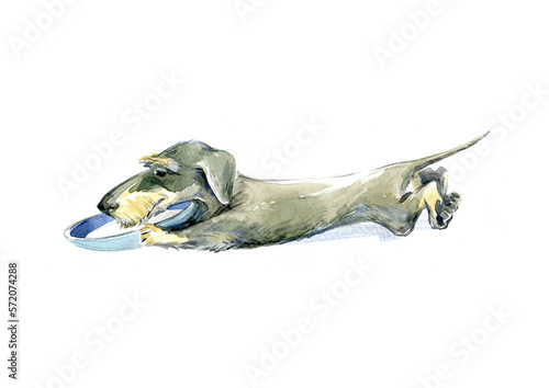 Fototapeta Naklejka Na Ścianę i Meble -  Cute wirehaired dachshund in front of a bowl